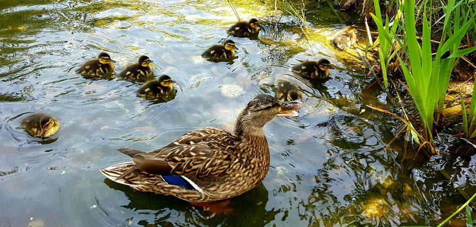 Duck Mallard Ducklings