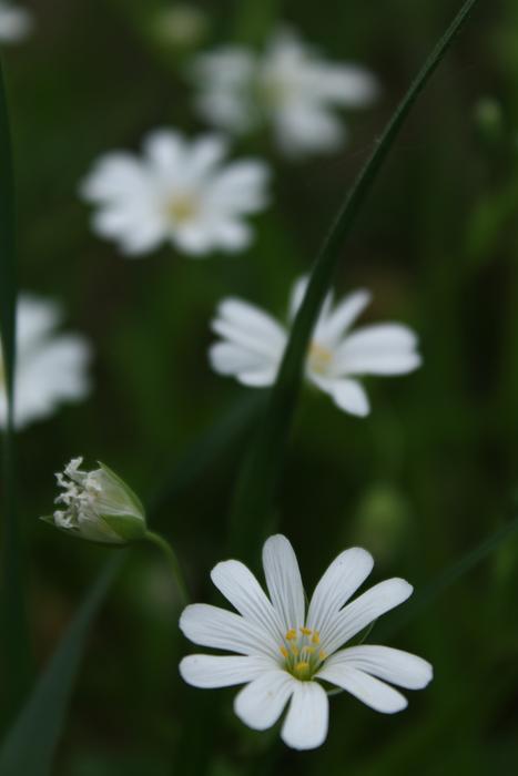 Nature Plant Flower