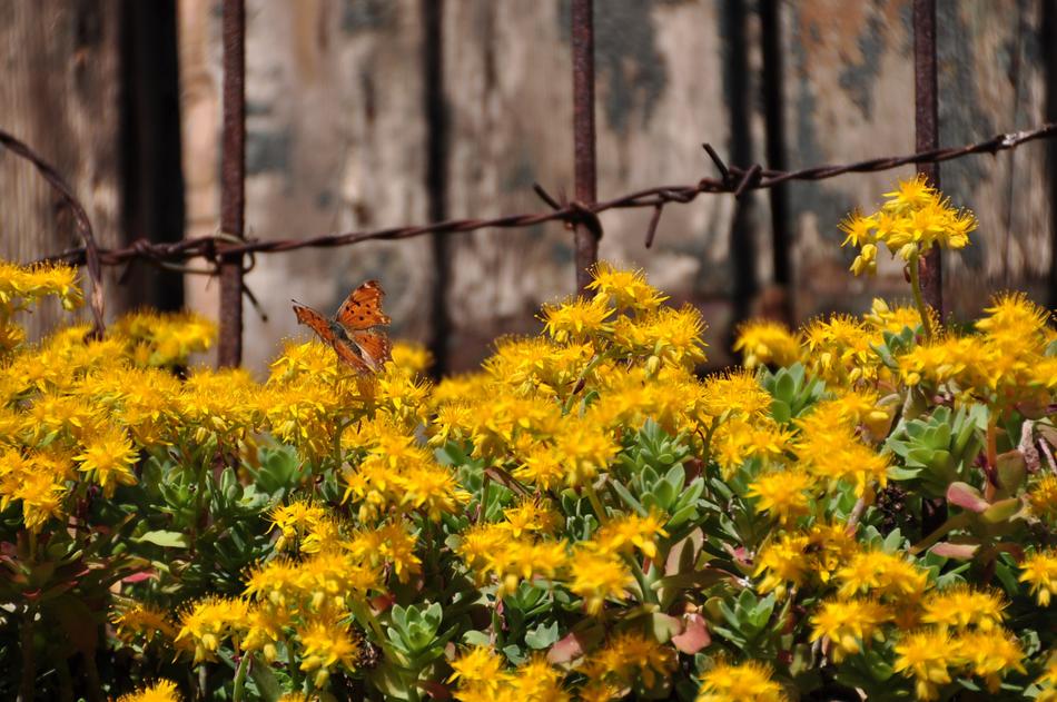 Flower Nature Plant