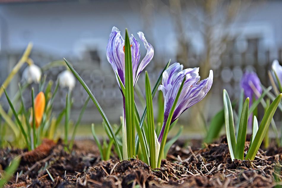 Nature Flower Plant