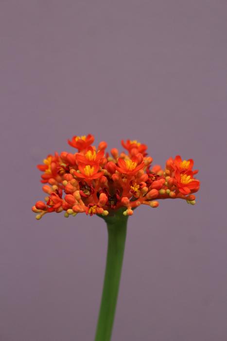 Flower Nature Plant