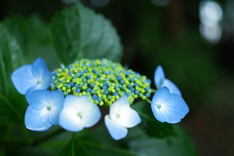 Hydrangea Plant Flowers Rainy