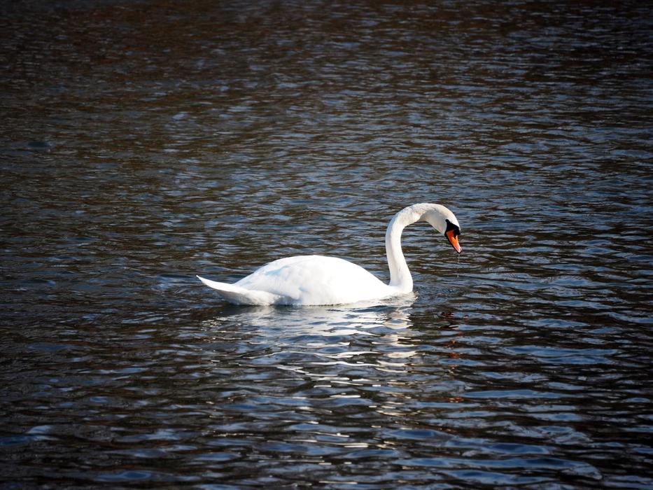 Swan Nature