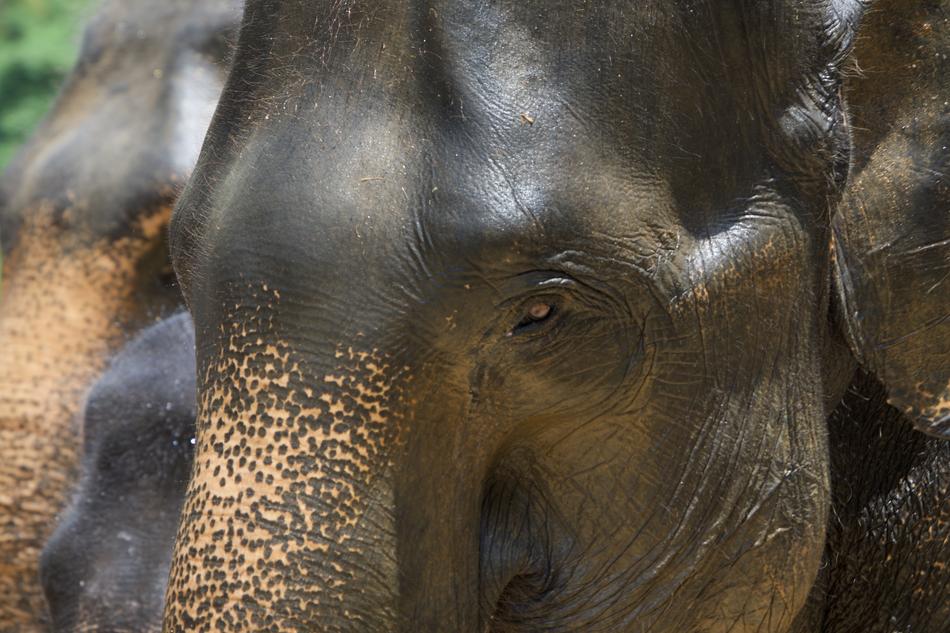 Elephant Asia Elephants