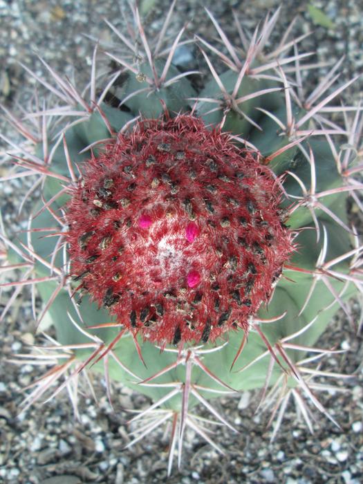 Nature Spine Cactus