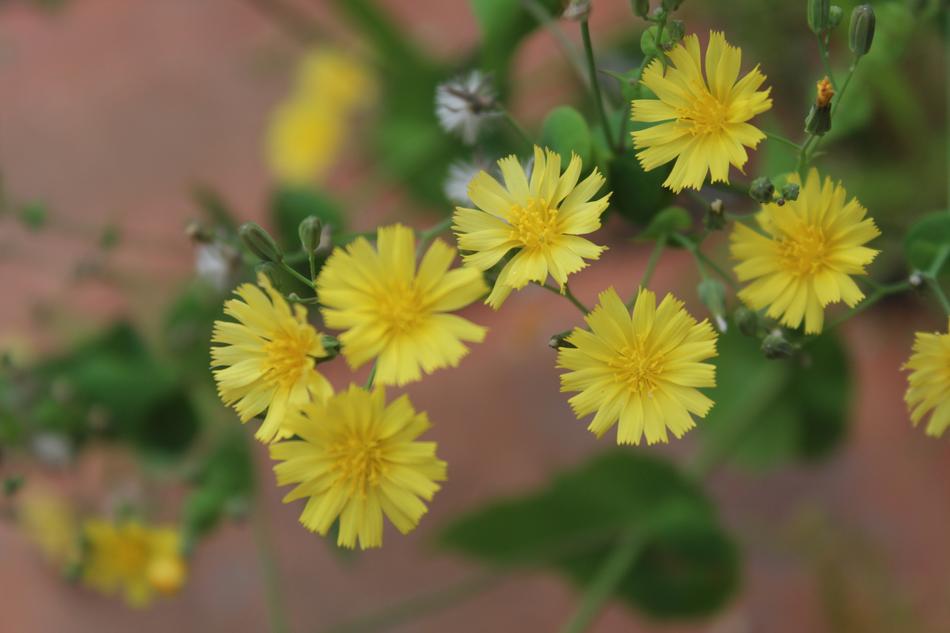 Yellow Flower Flowers Spring