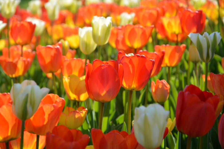 Tulips Red macro blur garden