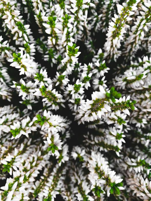 Plant Nature Outdoors