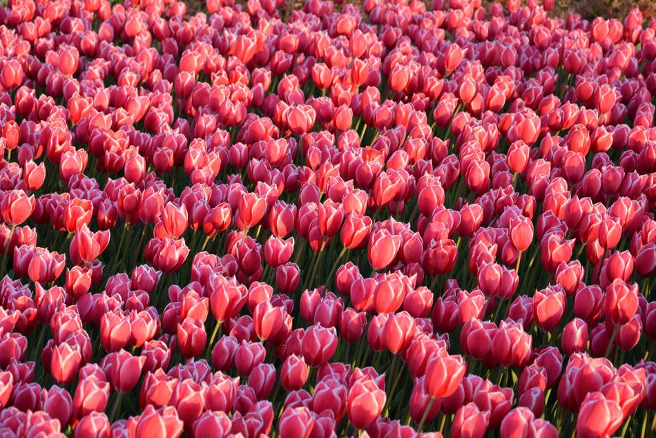 Tulips Red Macro Vivid