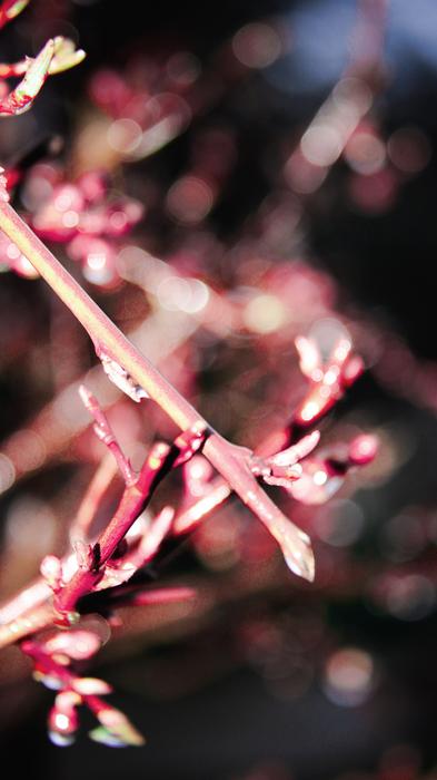 Nature Plant Flower