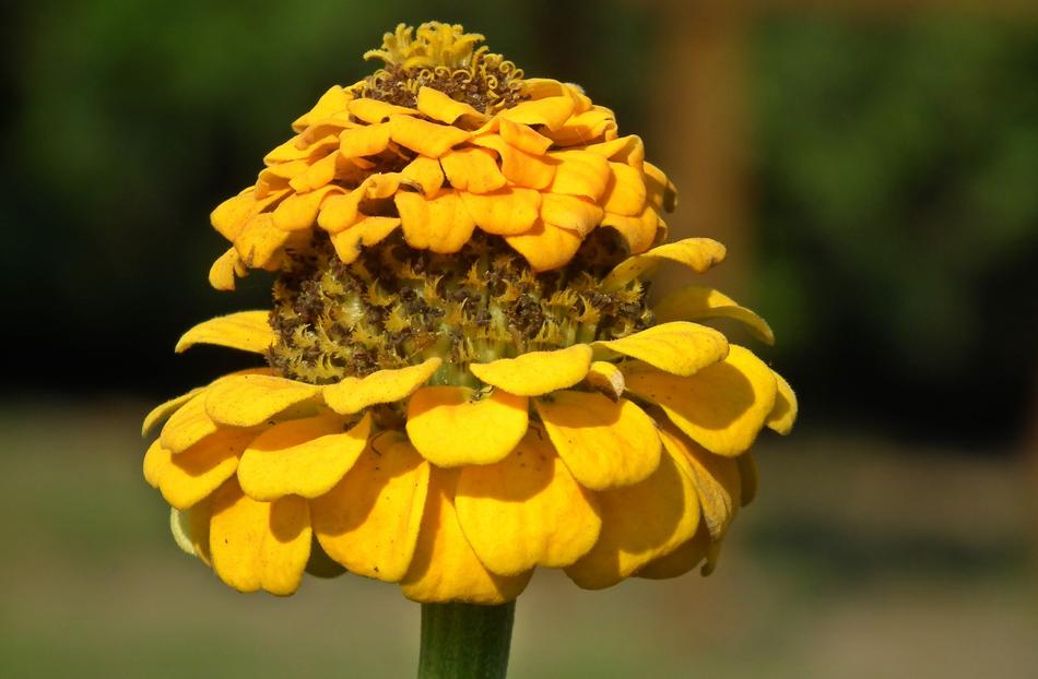 Nature Flower Zinnia
