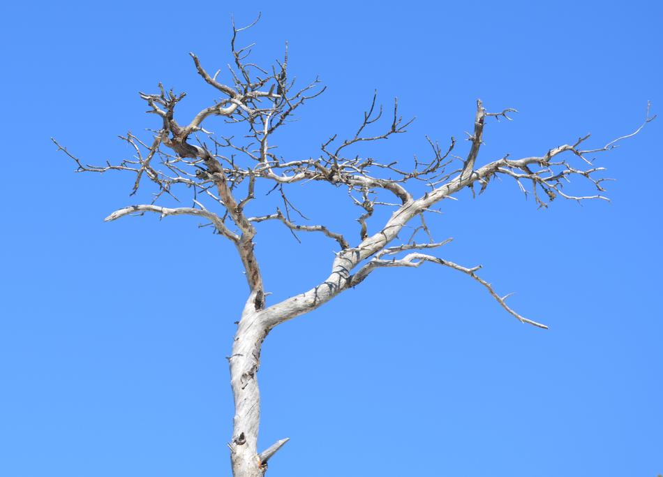 Tree Branch Nature
