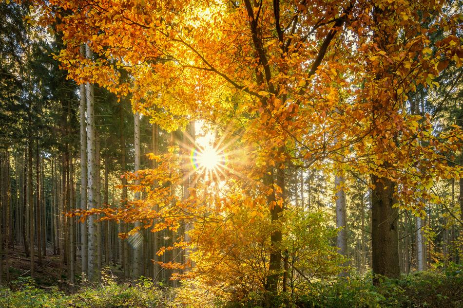 Forest Sun Sunbeam