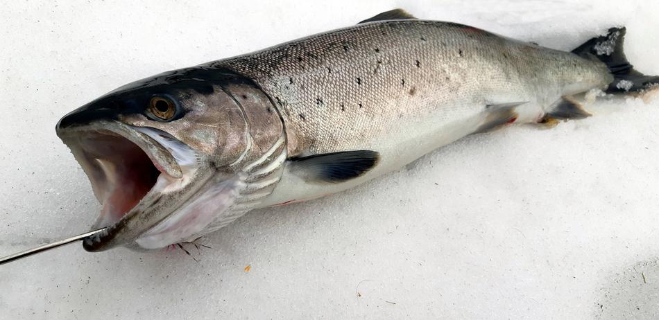 Fish Trout Seafood