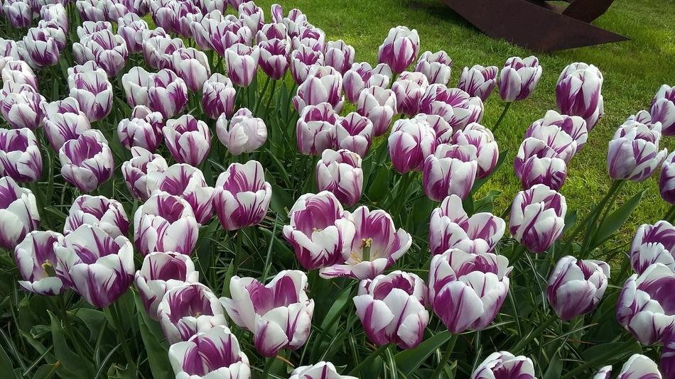 Flower Tulip Plant