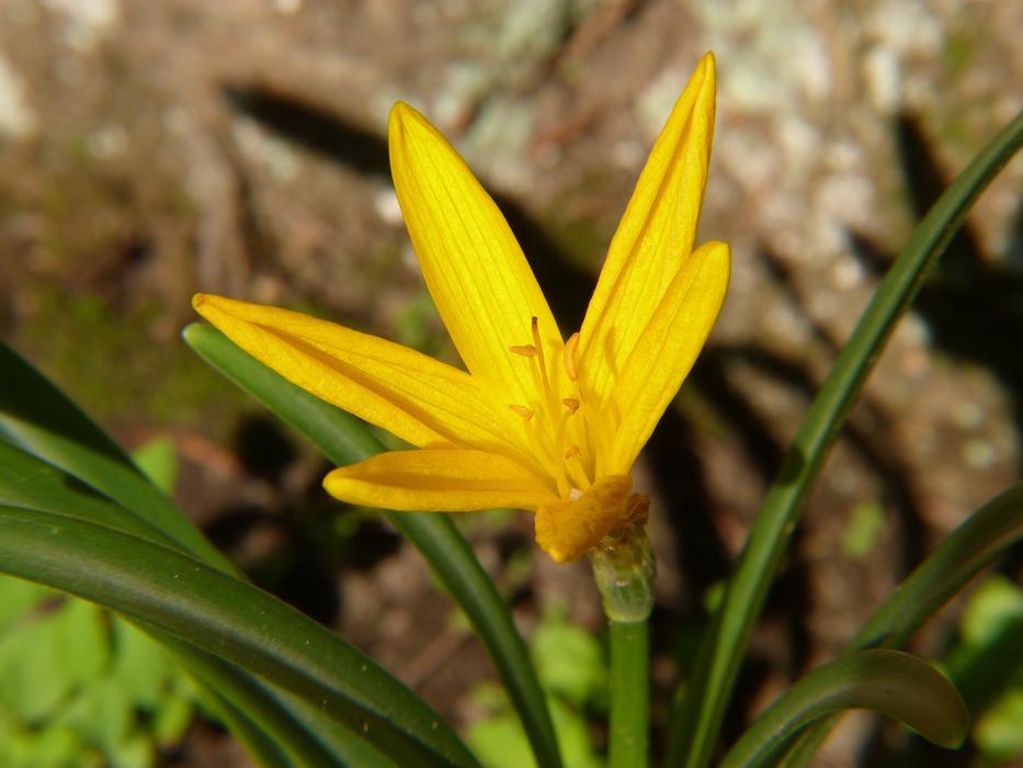 Nature Plant Flower