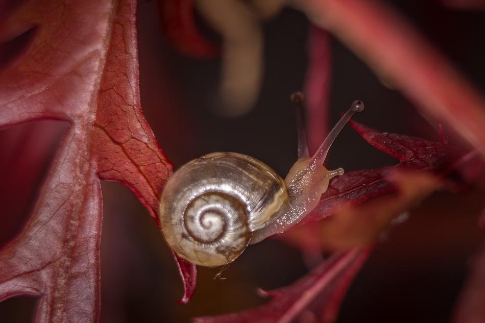 Snail Macro Casing