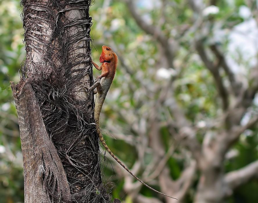 Tree Wood Wildlife