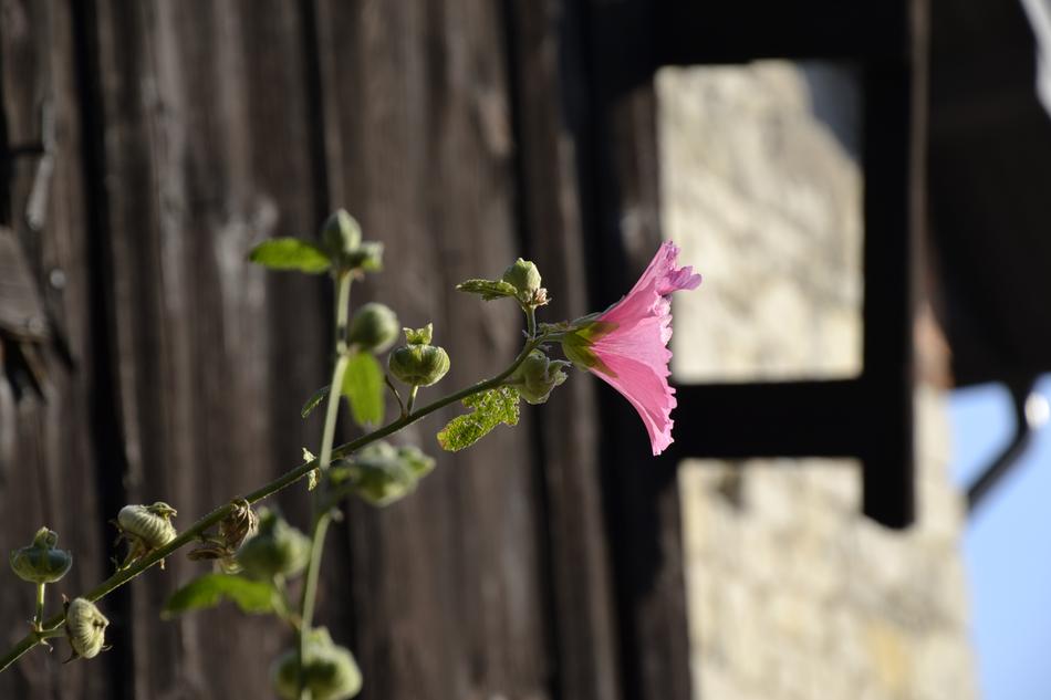 Flower Plant