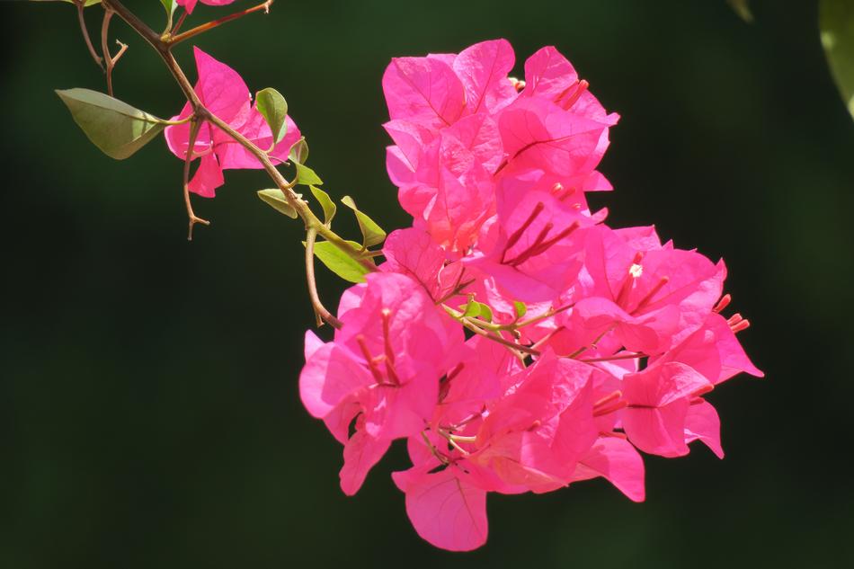 Flower Nature Plant