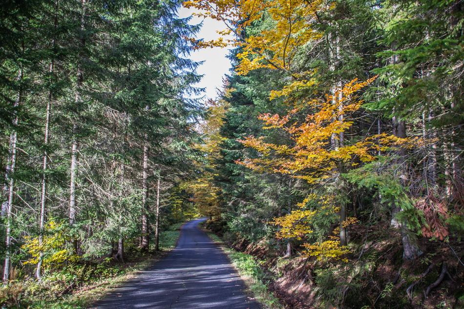 Autumn Path Nature