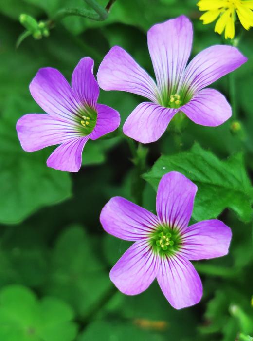 Shamrock Hong Kong Clover Wild