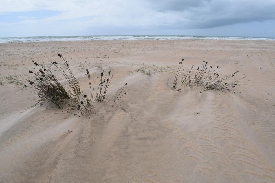 Sand Nature Dune