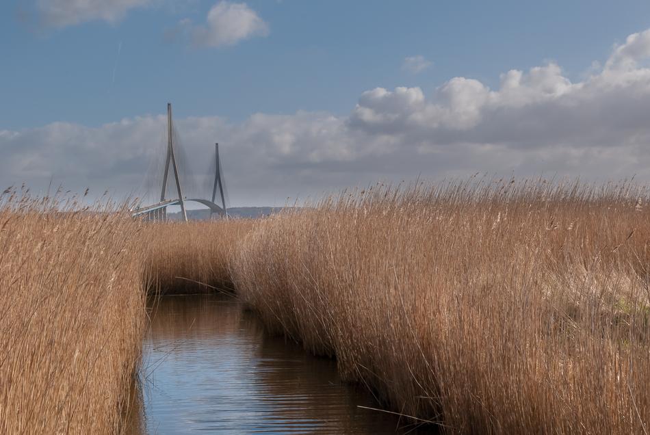 Landscape Nature Reed