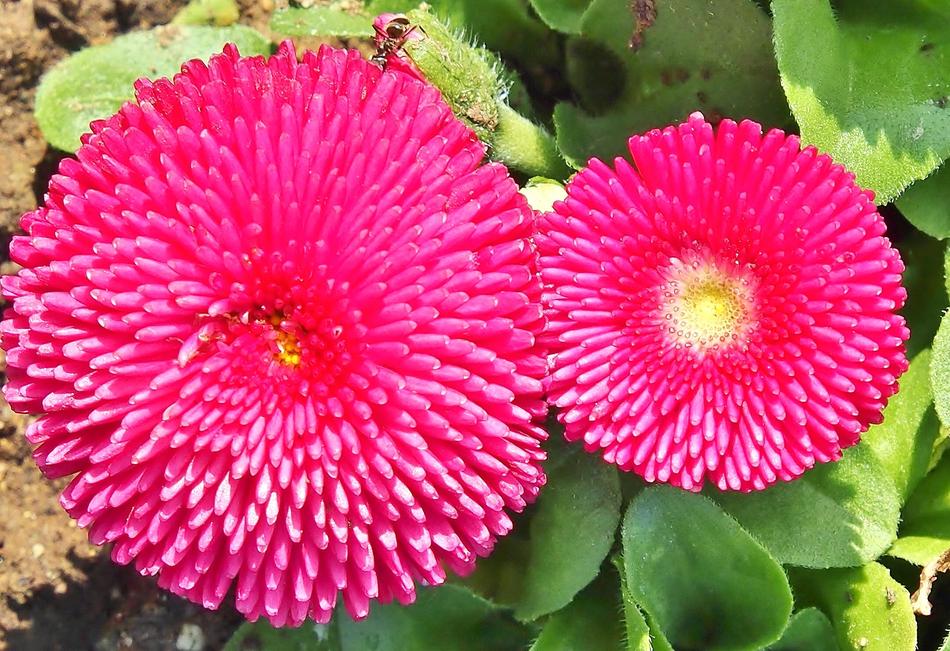 Flower Marie Bellis