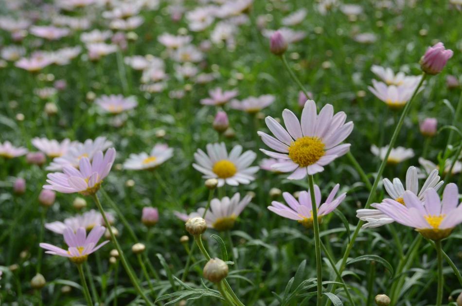 Nature Flower Summer