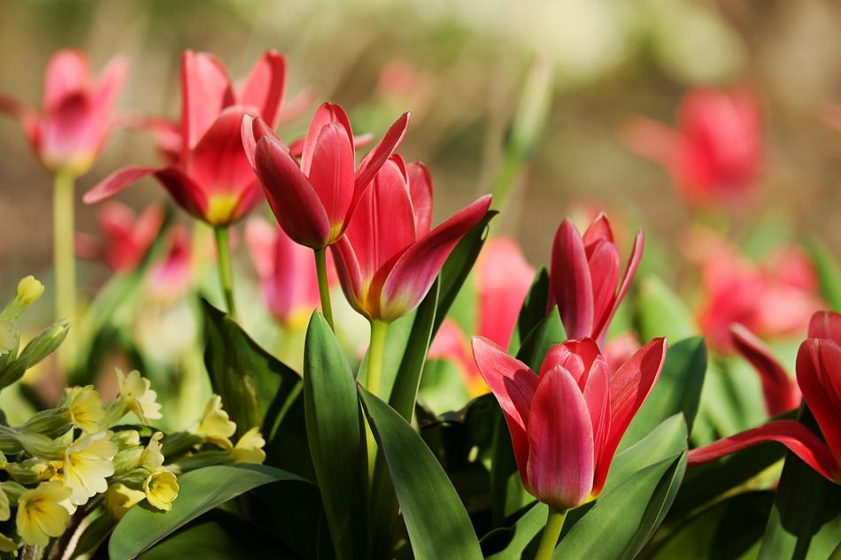 red spring flowers in the garden