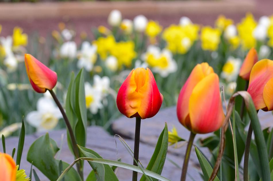 Tulip Flower Nature