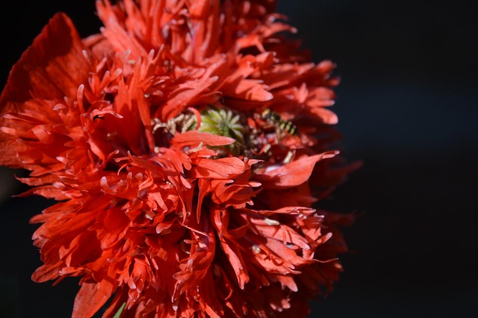 Nature Flower Plant