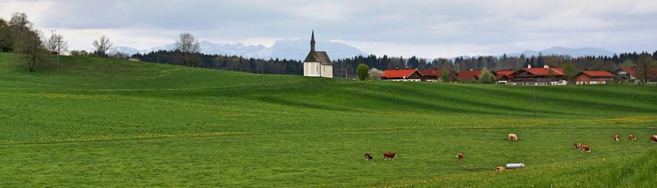 Grass Nature Panorama