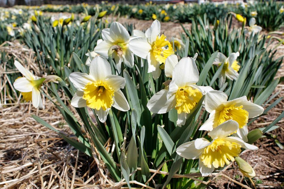 Flower Nature Plant Narcissus