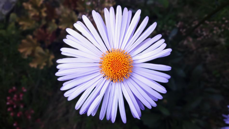 Flower Bright Circle