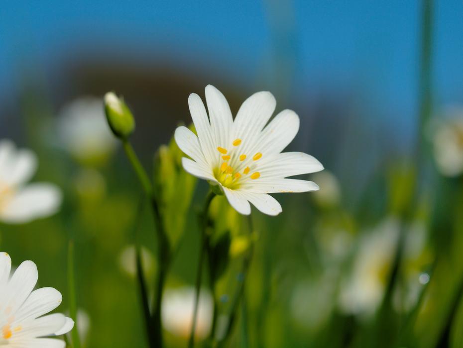 Flower Nature Plant