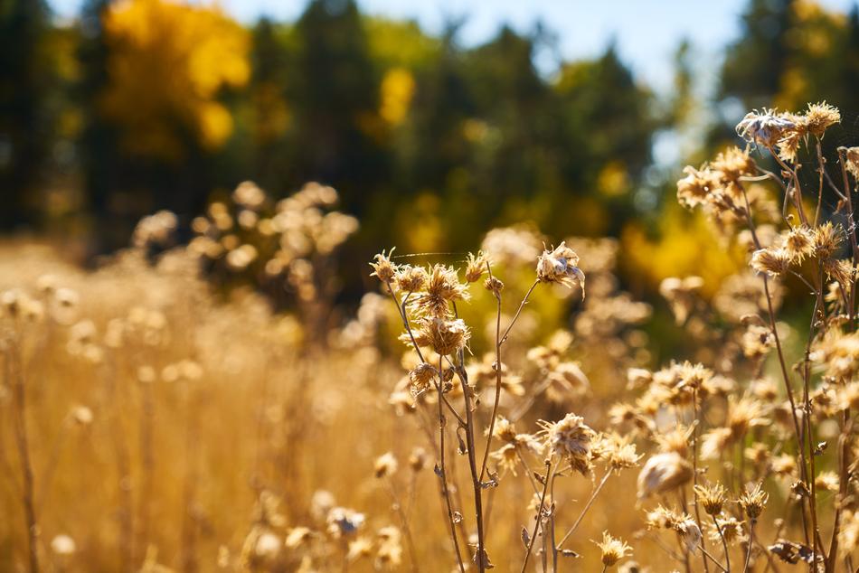 Plant Dry Leaves