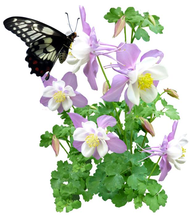black Butterfly perched Columbine Flowers