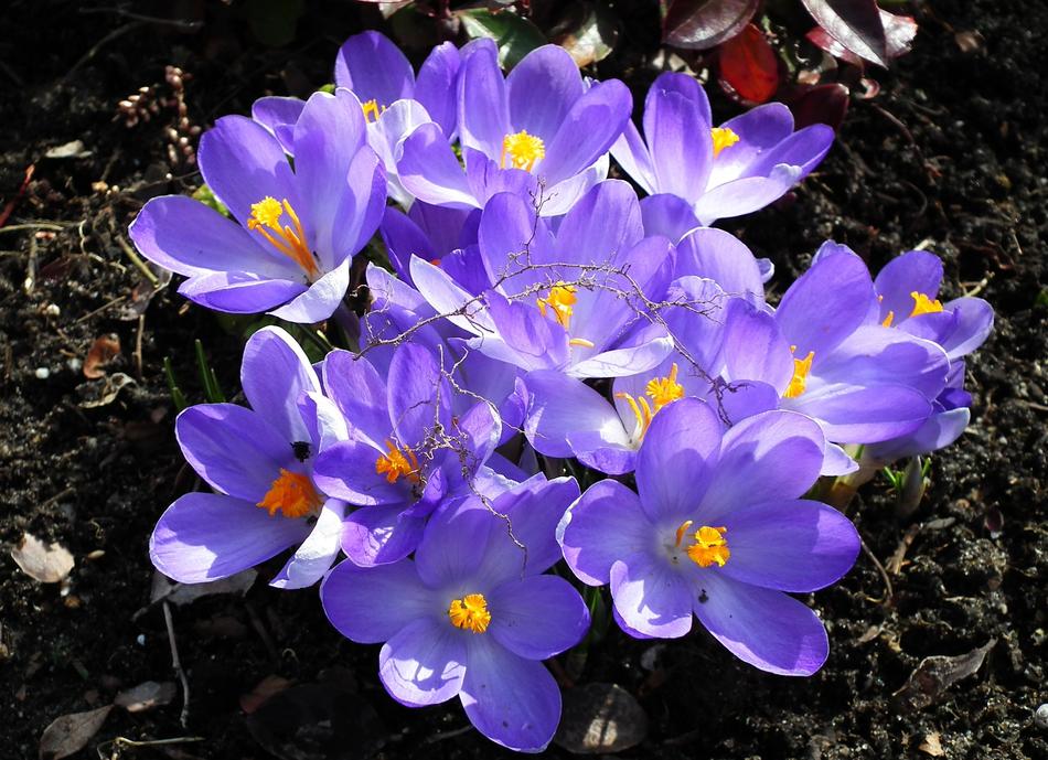 purple wet flowers landscape