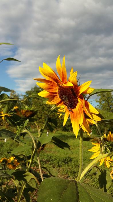 Nature Summer Plant