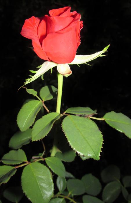Flower Nature Leaf