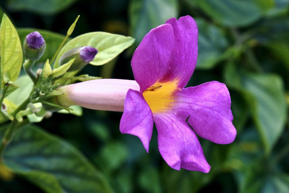 Flower Trumpet Garden