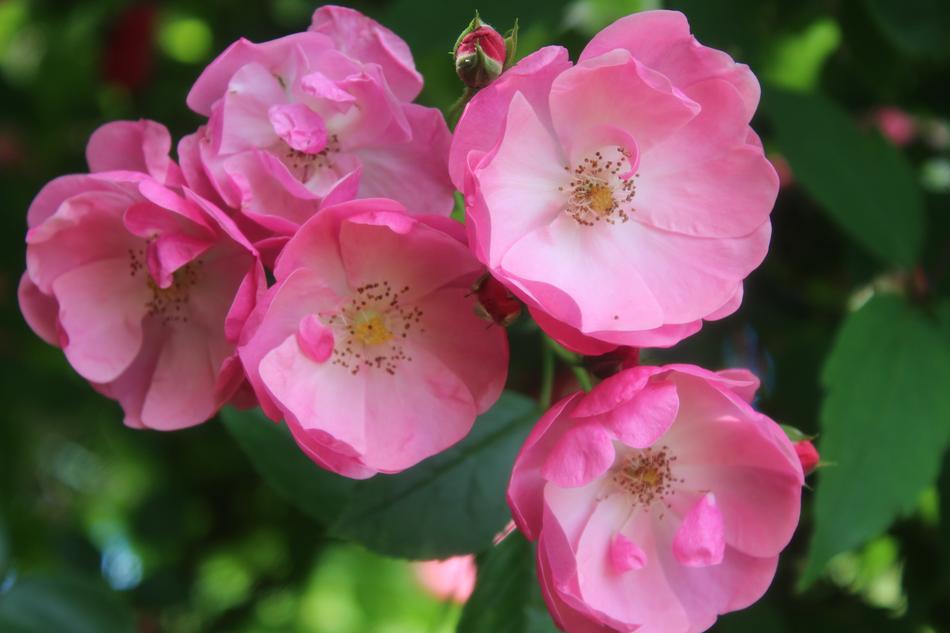 Pink Rose Flower