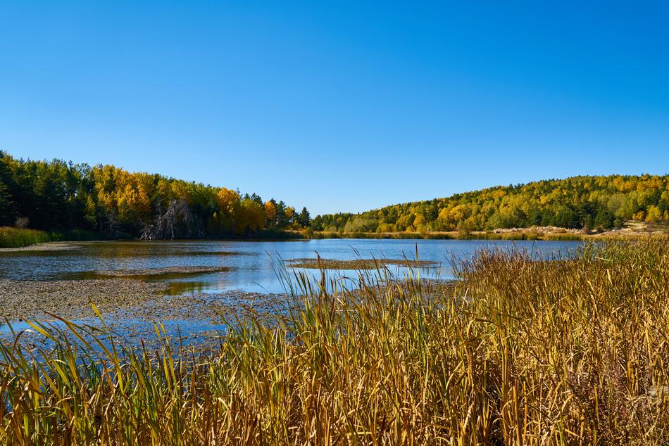 Autumn Forest