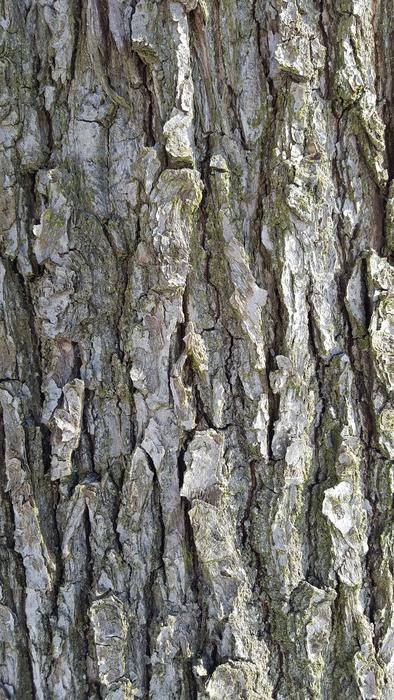 Bark Background Tree
