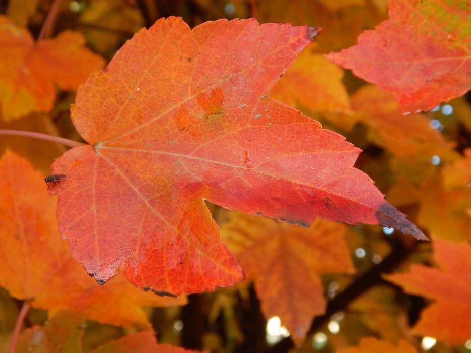 Leaf Autumn Leaves