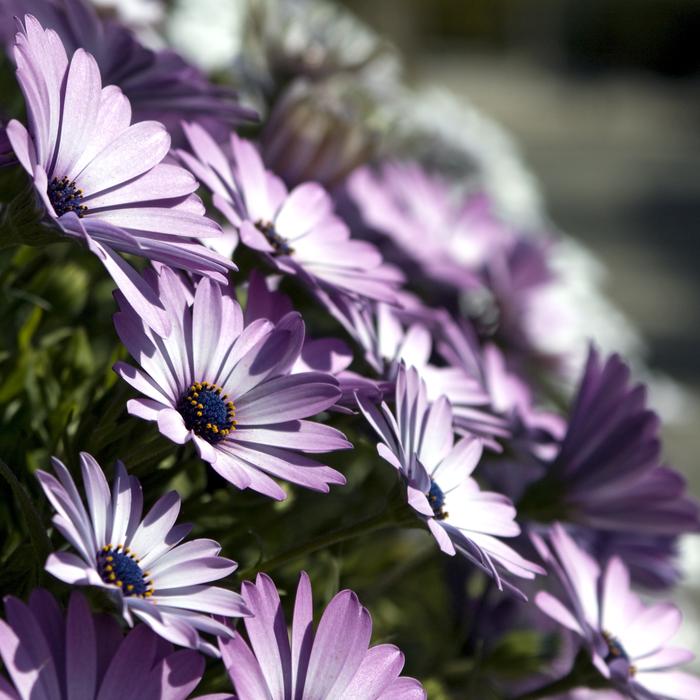 purple flora forest