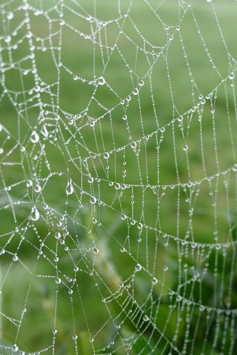 Spider Web Spin