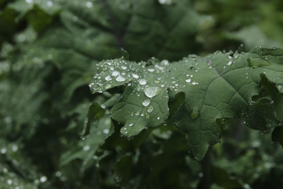 Leaf Drop Flora